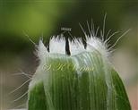  Ligule